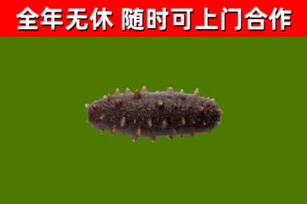 古塔回收海参干